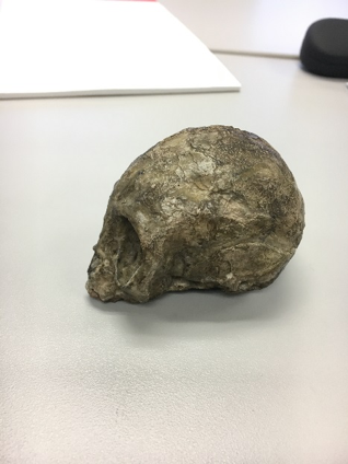 Infant primate cranium of Nyanzapithecus alesi